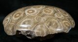 Polished Fossil Coral Head - Very Detailed #14651-1